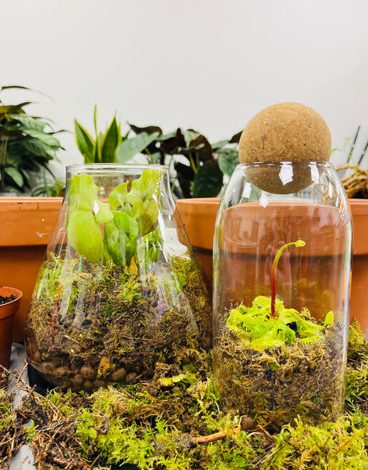 Carnivorous Plants