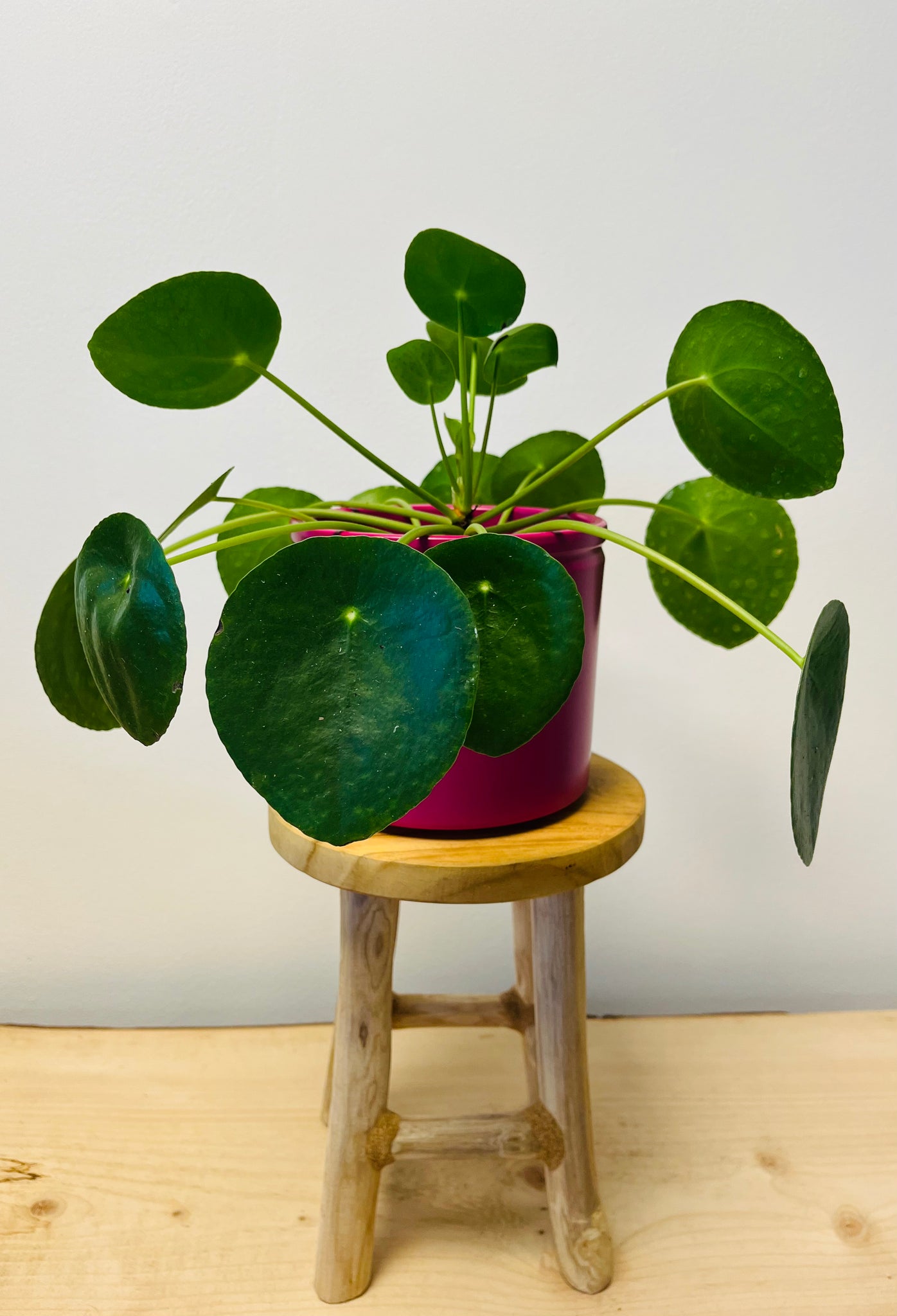 Pilea Peperomioides