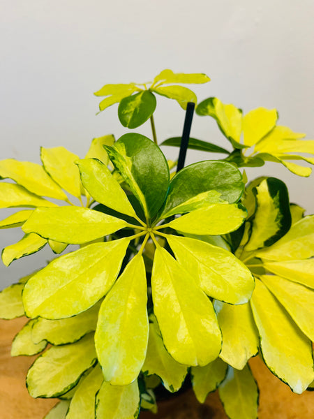 Schefflera
