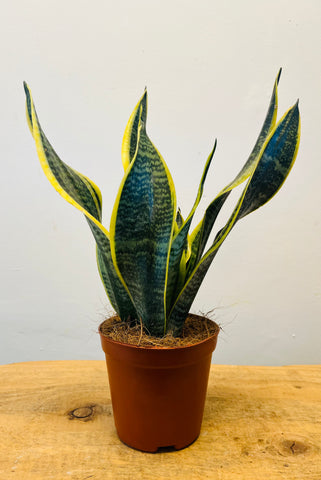 Sansevieria Futura Superba
