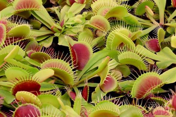 Dionaea Muscipula or ‘Venus Fly Trap’