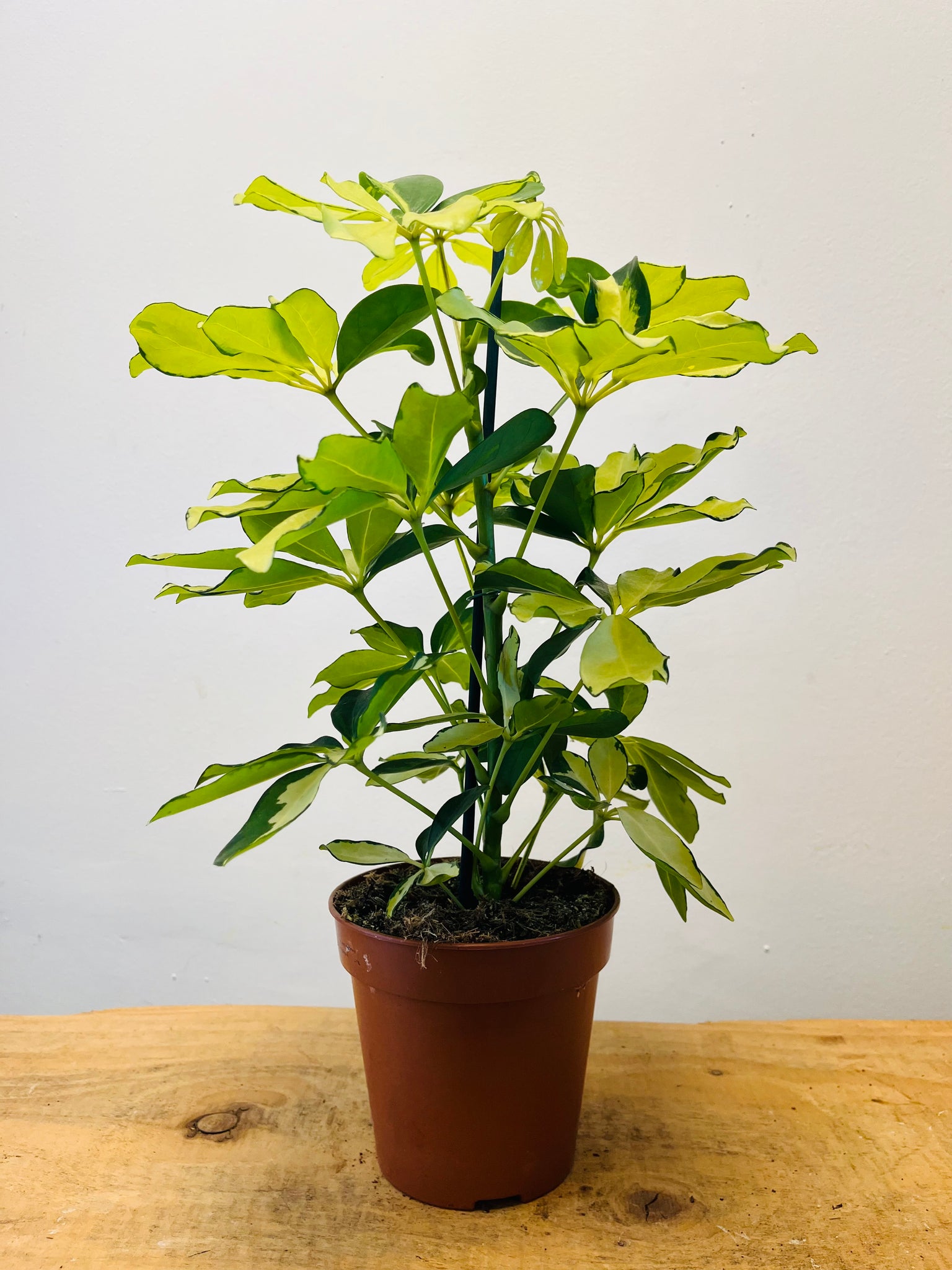 Schefflera