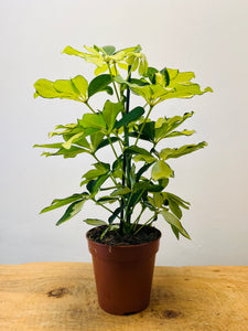 Schefflera