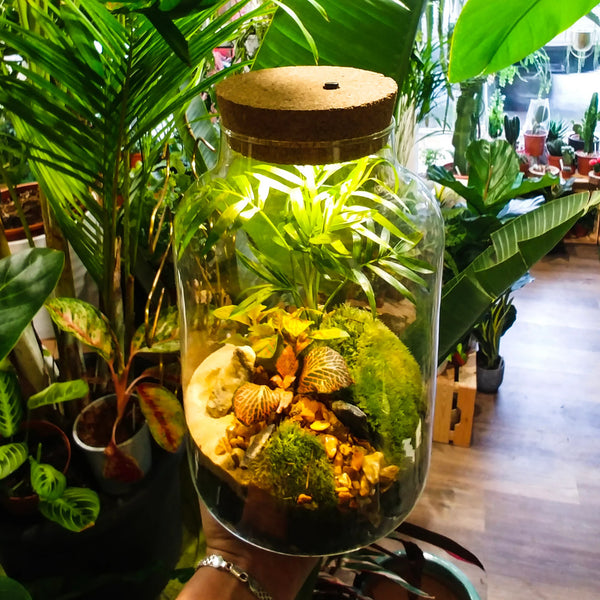 Newry // Terrarium Workshop