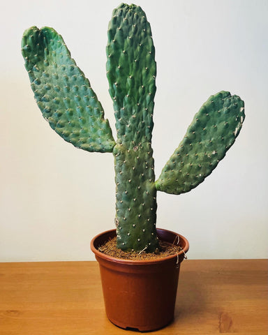Opuntia