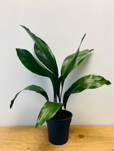 Aspidistra elatior ‘Cast Iron Plant’