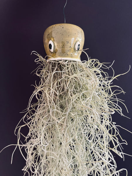 Jellyfish Air Plants