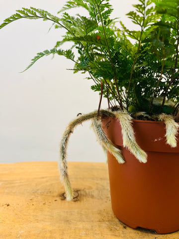 Humata Tyermannii