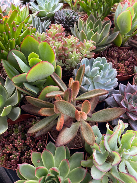 Newcastle // Pumpkin, Plants & Prosecco Workshop