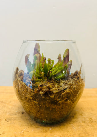 Mini carnivorous terrarium