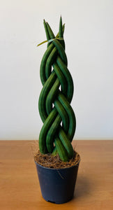 Sansevieria twisted