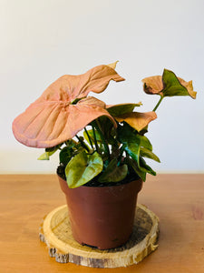 Syngonium Neon Pink