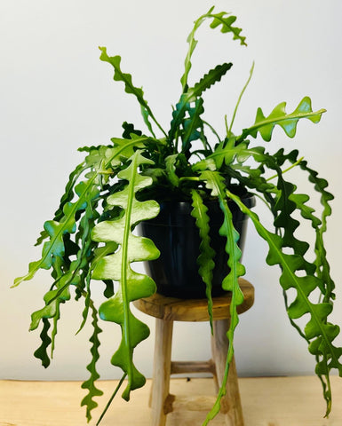 Epiphyllum Anguliger ‘Fishbone Cactus’