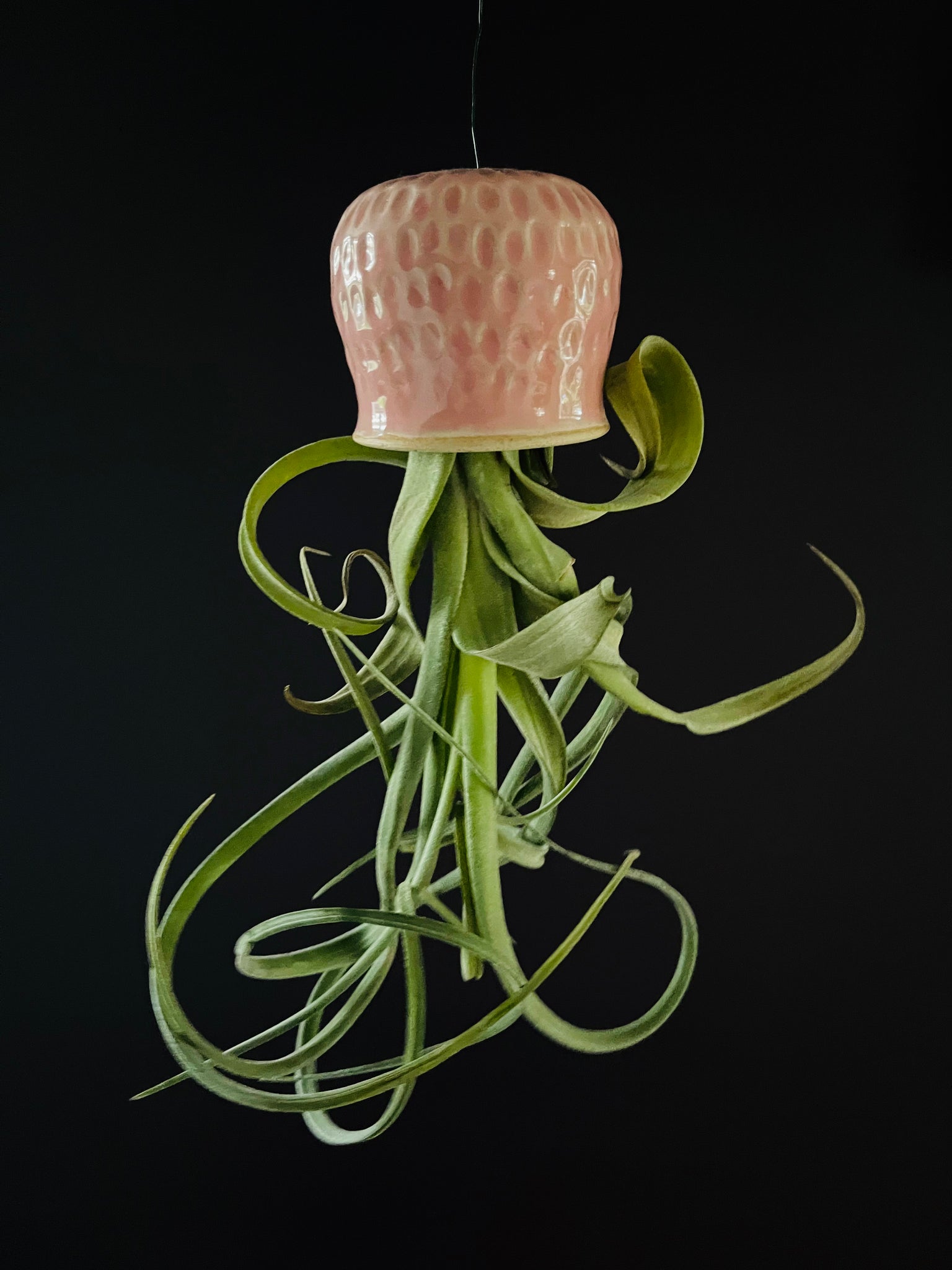 Jellyfish Air Plants