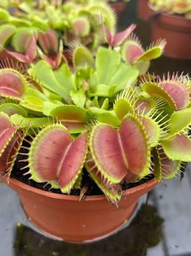 Dionaea Muscipula or ‘Venus Fly Trap’