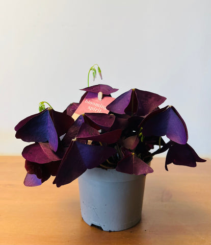 Oxalis Triangularis