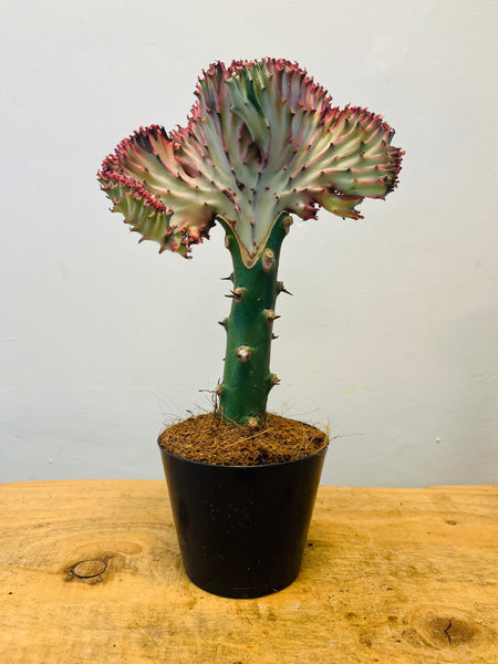 Euphorbia Cristata