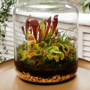 Rowallane Gardens, Saintfield // Carnivorous Terrarium Workshop