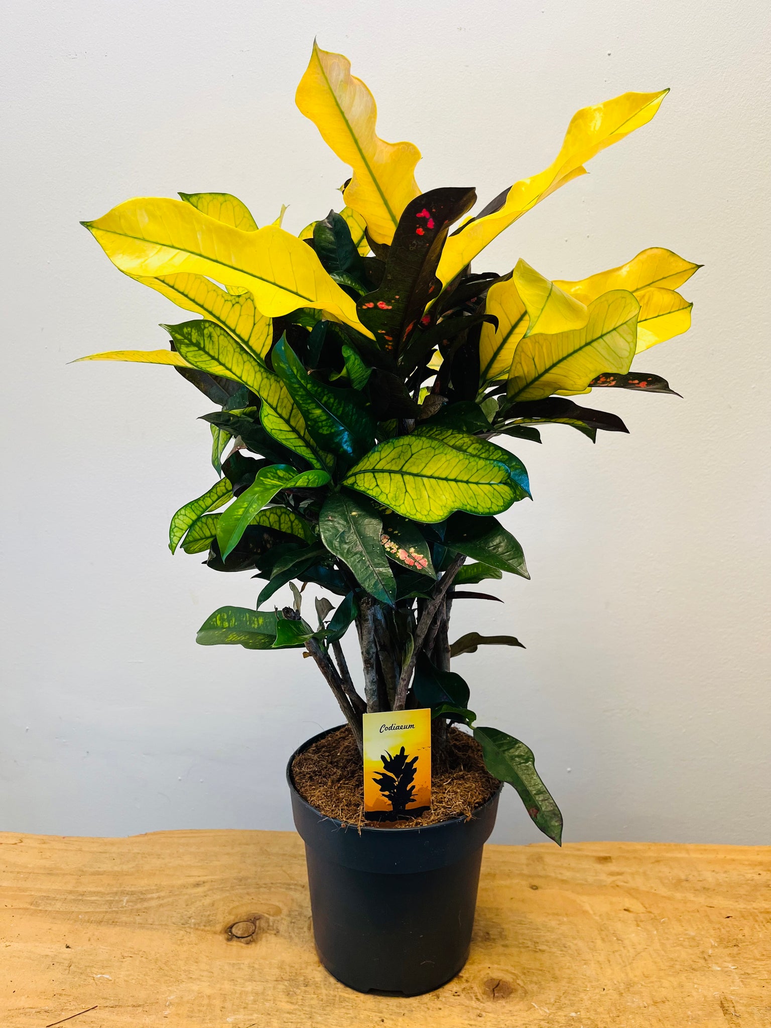 Codiaeum Variegatum