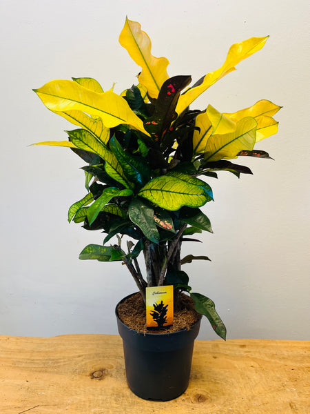 Codiaeum Variegatum