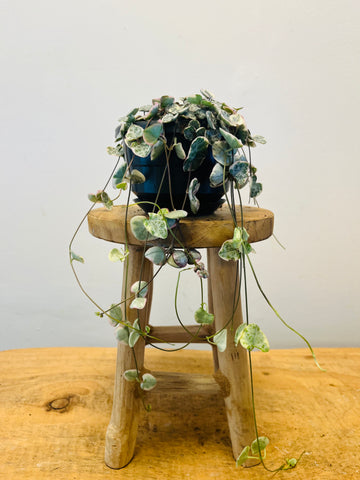 Ceropegia woodii or ‘String of Hearts’ (variegated)
