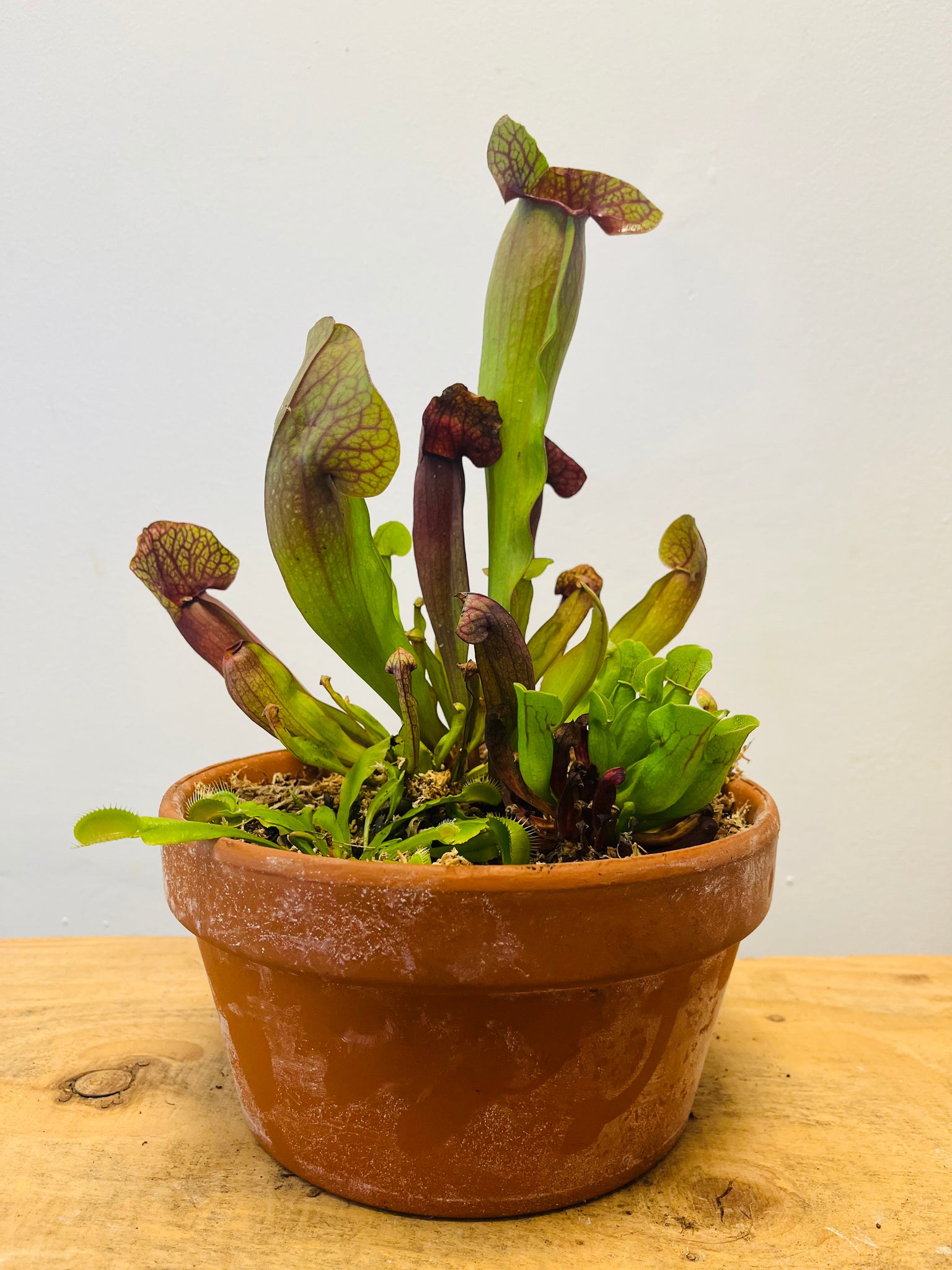Carnivorous Planter