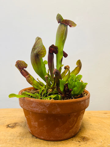 Carnivorous Planter