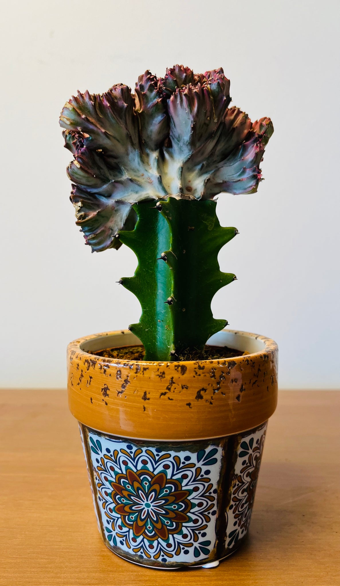 Euphorbia Lactea Cristata in pot