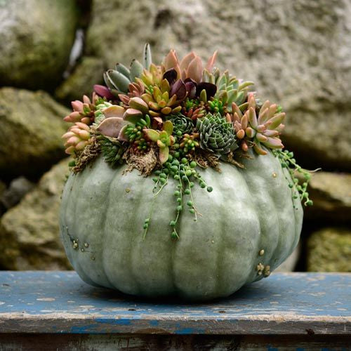 Belfast // Pumpkin & Succulent Workshop // The Pocket