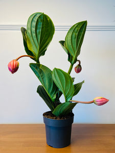 Medinilla Mag Flamingo