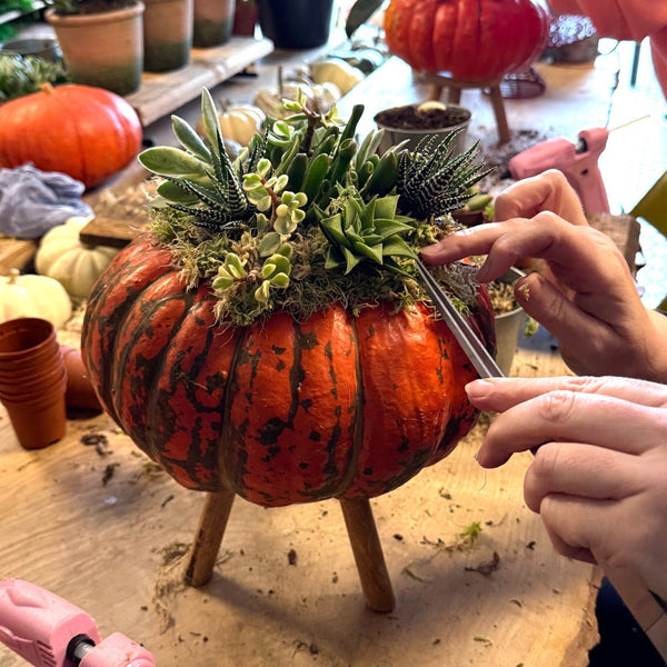 Newry // Thursday 22nd October 2026 // Pumpkin & Succulent Workshop