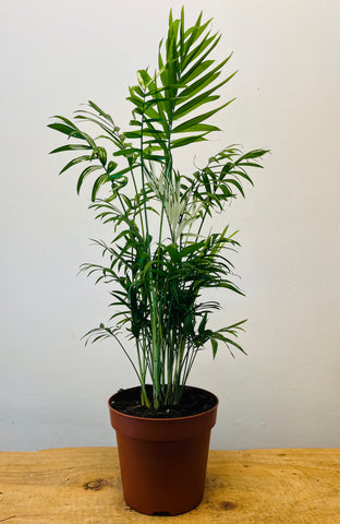 Chamaedorea Elegans