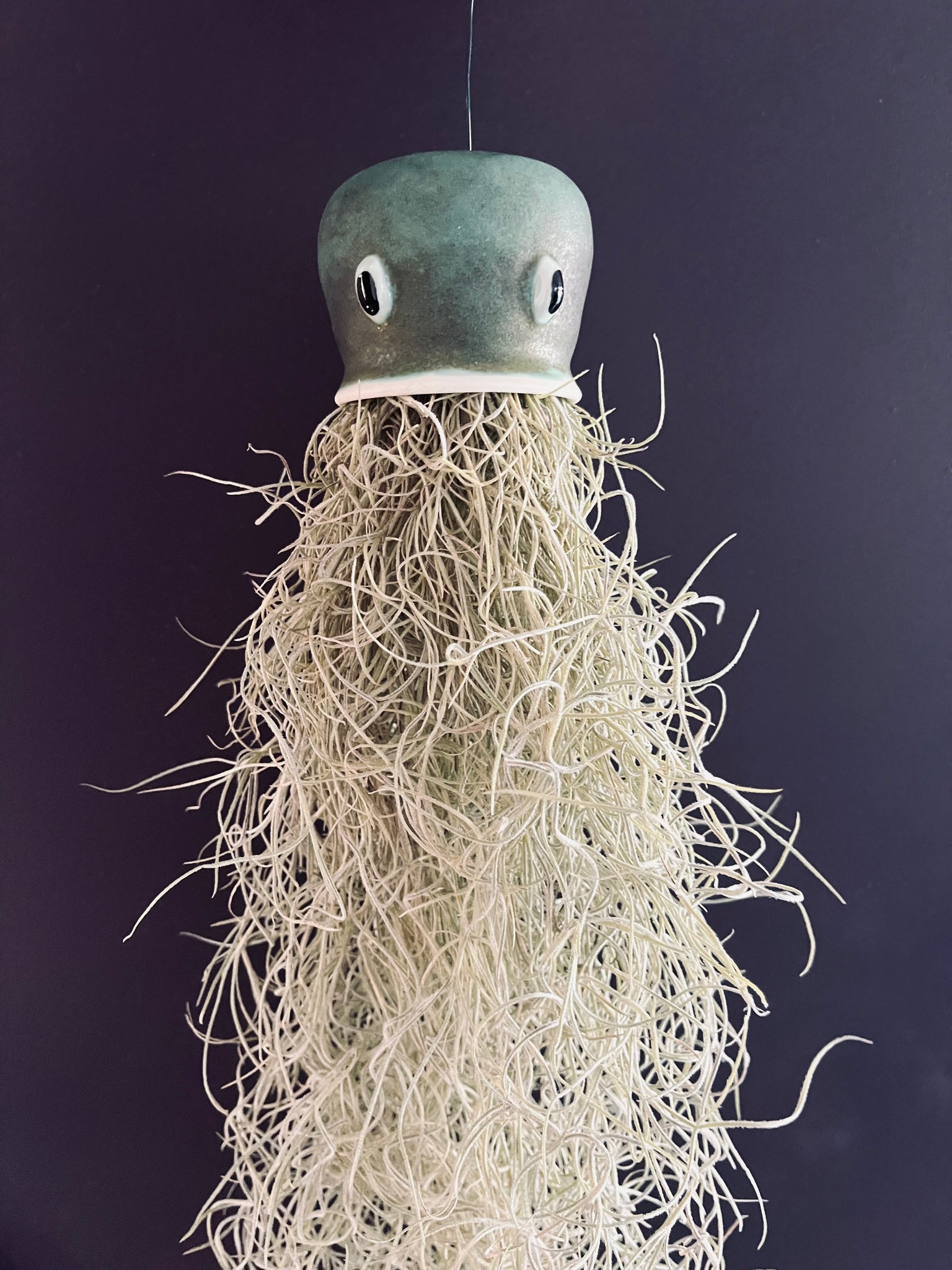 Jellyfish Air Plants