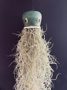 Jellyfish Air Plants