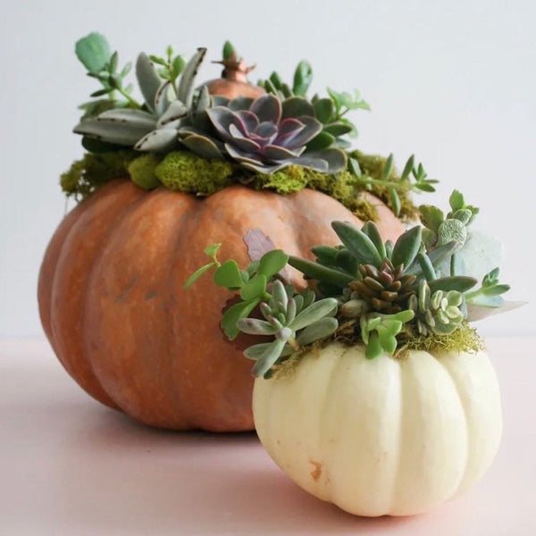 Newry // Thursday 22nd October 2026 // Pumpkin & Succulent Workshop