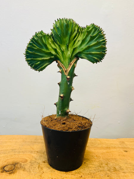 Euphorbia Cristata