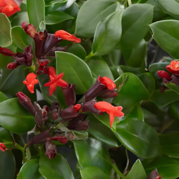 Aeschynanthus Mona Lisa