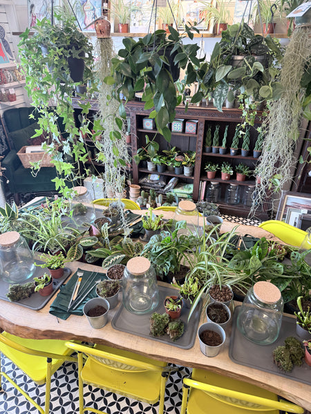 Newcastle // Carnivorous Terrarium Workshop