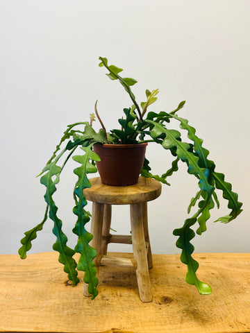 Epiphyllum Anguliger ‘Fishbone Cactus’