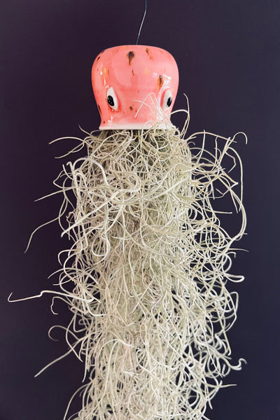 Jellyfish Air Plants