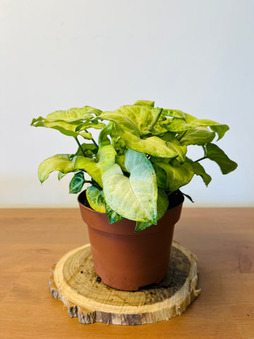 Syngonium White Butterfly