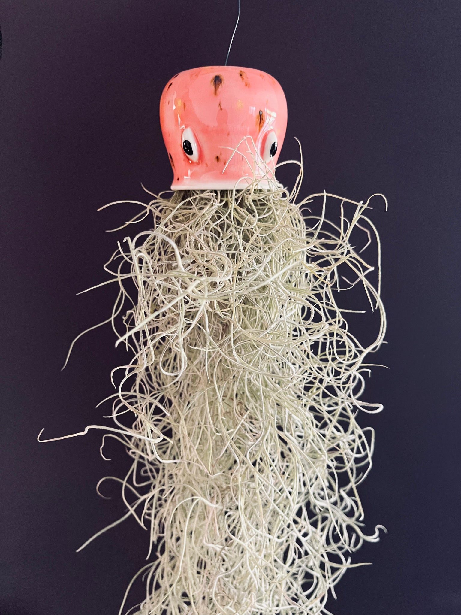 Jellyfish Air Plants