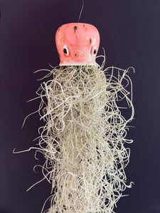 Jellyfish Air Plants