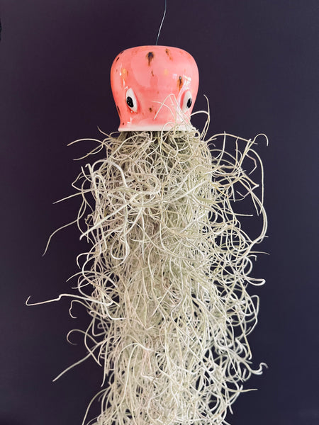 Jellyfish Air Plants