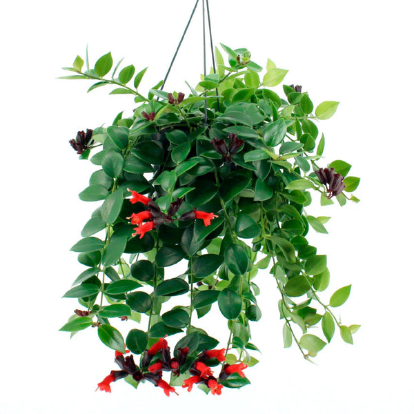 Aeschynanthus Mona Lisa
