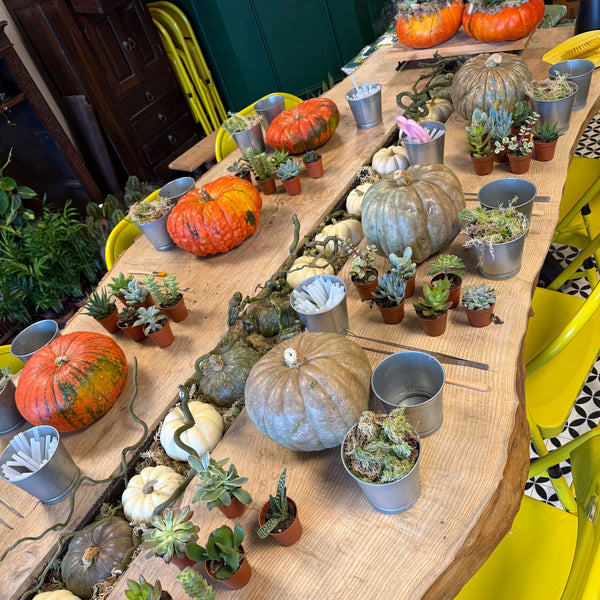 Saturday 3rd October 2026 // Pumpkin & Succulent Workshop