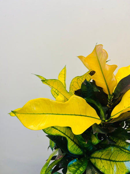 Codiaeum Variegatum
