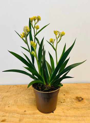 Anigozanthos Yellow
