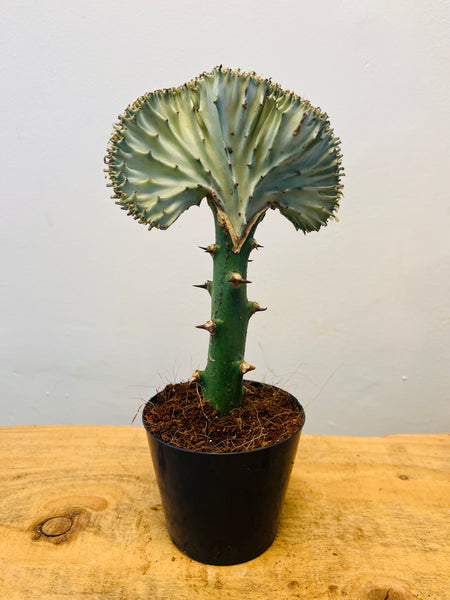 Euphorbia Cristata