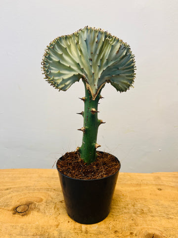 Euphorbia Cristata